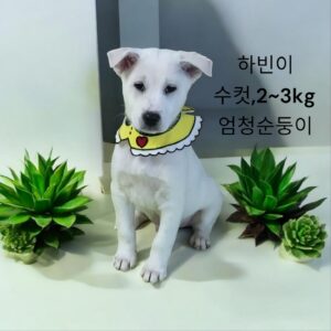 성주유기동물보호센터에서 12월 29일 발견해서 보호하고 있는 강아지 정보.