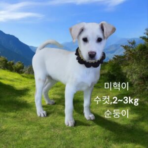 성주유기동물보호센터에서 12월 29일 발견해서 보호하고 있는 강아지 정보입니다.