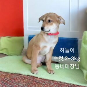 성주유기동물보호센터에서 보호중인 유기된 강아지소개합니다.