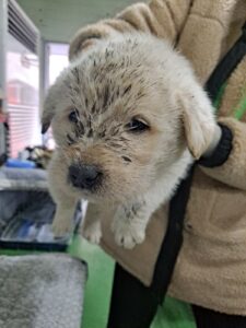 거제시유기동물보호소에서 12월 31일 발견해서 보호하고 있는 강아지 정보안내.