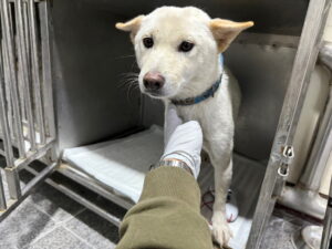 광주 동물보호소에서 12월 31일 발견해서 보호하고 있는 강아지 정보입니다.