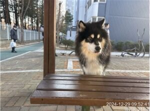 대전동물보호센터에서 12월 30일 발견해서 보호하고 있는 강아지 정보입니다.