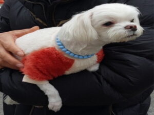 원주시동물보호센터에서 보호중인 유기된 강아지안내드립니다.