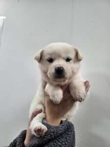 반려동물보호센터에서 보호하고 있는 유기된 강아지안내.