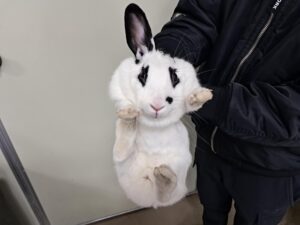 제주에니멀119(주)에서 보호하고 있는 유기된 동물안내합니다.