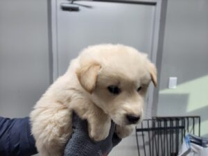 고양시동물보호센터에서 12월 31일 발견해서 보호하고 있는 강아지 정보.