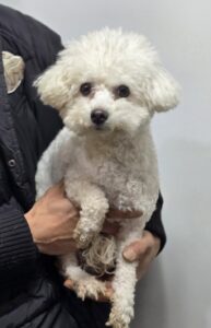 이성준동물병원에서 01월 01일 발견해서 보호하고 있는 강아지 정보.