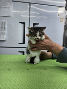 신공항동물병원에서 12월 31일 발견해서 보호하고 있는 고양이 정보안내.