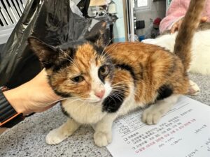광주 동물보호소에서 01월 01일 발견해서 보호하고 있는 고양이 정보.