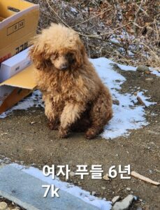 옥천동물병원에서 보호하고 있는 유기된 강아지안내.