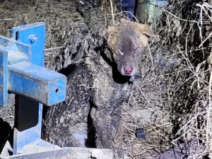 고양시동물보호센터에서 보호중인 유기된 강아지정보.