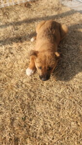 익산유기동물보호소에서 01월 02일 발견해서 보호하고 있는 강아지 정보입니다.