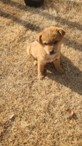 익산유기동물보호소에서 보호중인 유기된 강아지정보.