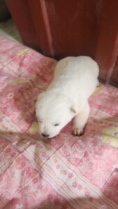 익산유기동물보호소에서 01월 02일 발견해서 보호하고 있는 강아지 정보.