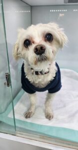 24시아이동물메디컬에서 보호중인 유기된 강아지안내드립니다.