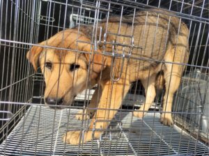 고양시동물보호센터에서 01월 02일 발견해서 보호하고 있는 강아지 정보입니다.