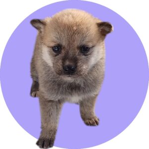 청도군동물보호센터에서 01월 03일 발견해서 보호하고 있는 강아지 정보.