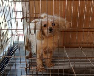 창원유기동물보호소에서 01월 03일 발견해서 보호하고 있는 강아지 정보.