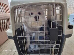 경동동물병원에서 보호하고 있는 유기된 강아지안내합니다.