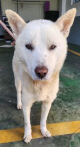 공주시 동물보호센터에서 01월 03일 발견해서 보호하고 있는 강아지 정보.
