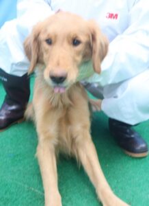제주 동물보호센터에서 보호중인 유기된 강아지안내드립니다.