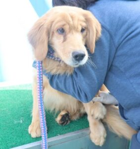 제주 동물보호센터에서 보호중인 유기된 강아지안내드립니다.