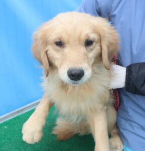 제주 동물보호센터에서 01월 03일 발견해서 보호하고 있는 강아지 정보안내.