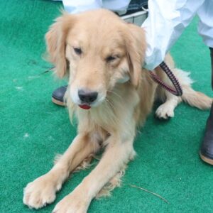 제주 동물보호센터에서 01월 03일 발견해서 보호하고 있는 강아지 정보안내.