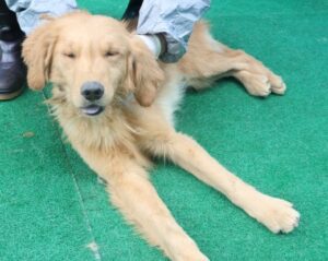 제주 동물보호센터에서 01월 03일 발견해서 보호하고 있는 강아지 정보안내.