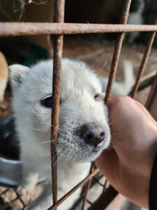 봉화군유기동물보호소에서 01월 04일 발견해서 보호하고 있는 강아지 정보안내.