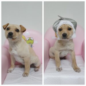 창원유기동물보호소에서 보호하고 있는 유기된 강아지소개합니다.
