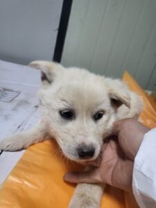 평택시유기동물보호소에서 01월 04일 발견해서 보호하고 있는 강아지 정보입니다.
