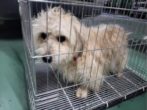 고양시동물보호센터에서 01월 04일 발견해서 보호하고 있는 강아지 정보입니다.