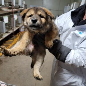 평택시유기동물보호소에서 보호중인 유기된 강아지안내합니다.