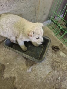 장성군동물보호센터에서 01월 04일 발견해서 보호하고 있는 강아지 정보입니다.