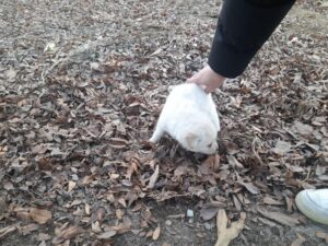 금왕동물병원에서 01월 04일 발견해서 보호하고 있는 강아지 정보안내.