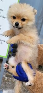 목포시유기동물보호소에서 01월 04일 발견해서 보호하고 있는 강아지 정보안내.