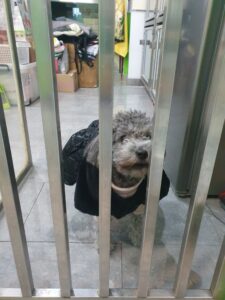 펫앤쉘터동물병원에서 01월 05일 발견해서 보호하고 있는 강아지 정보안내.