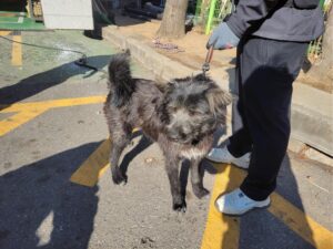 고양시동물보호센터에서 보호하고 있는 유기된 강아지입니다.