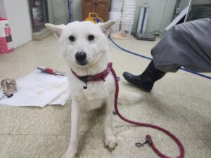 남양주시동물보호센터에서 보호중인 유기된 강아지안내합니다.