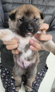 창녕 유기동물보호소에서 01월 05일 발견해서 보호하고 있는 강아지 정보.