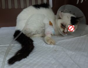 산타클라라동물병원에서 보호하고 있는 유기된 고양이안내합니다.