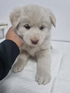 군위종합동물병원에서 보호중인 유기된 강아지안내합니다.