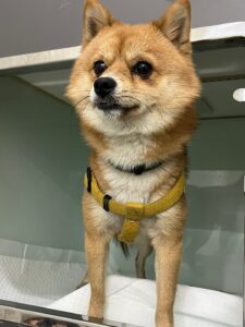 신세계동물병원에서 보호중인 유기된 강아지입니다.