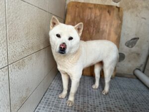 광주동물보호센터에서 01월 05일 발견해서 보호하고 있는 강아지 정보.