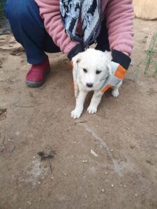 학교동물임시보호센터에서 보호하고 있는 유기된 강아지안내합니다.