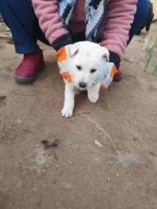 학교동물임시보호센터에서 01월 06일 발견해서 보호하고 있는 강아지 정보입니다.
