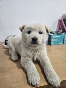 반려동물보호센터에서 01월 06일 발견해서 보호하고 있는 강아지 정보안내.