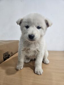 반려동물보호센터에서 01월 06일 발견해서 보호하고 있는 강아지 정보안내.