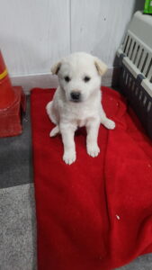 익산유기동물보호소에서 보호중인 유기된 강아지소개합니다.